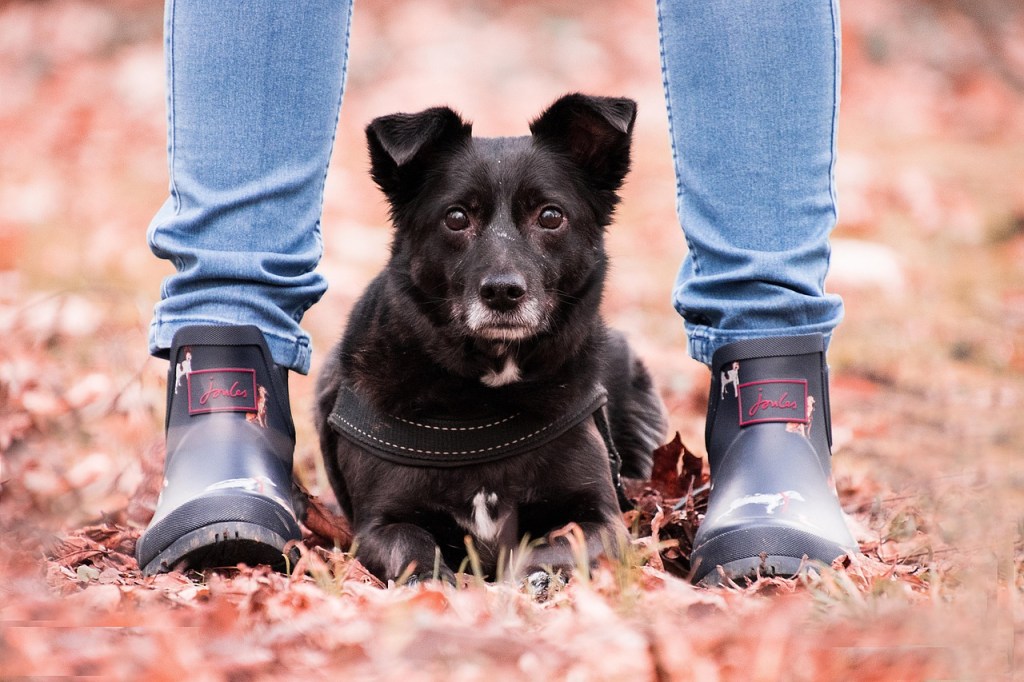 Hund an Pfotenschuhe gewöhnen