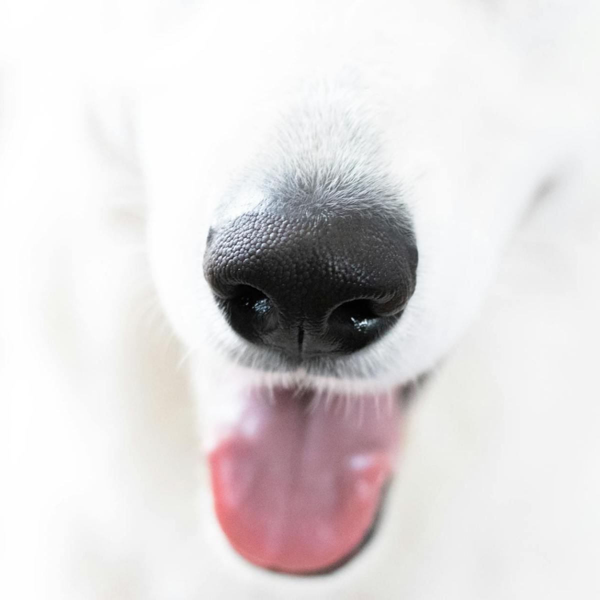 Erste Hilfe beim&nbsp;Hund