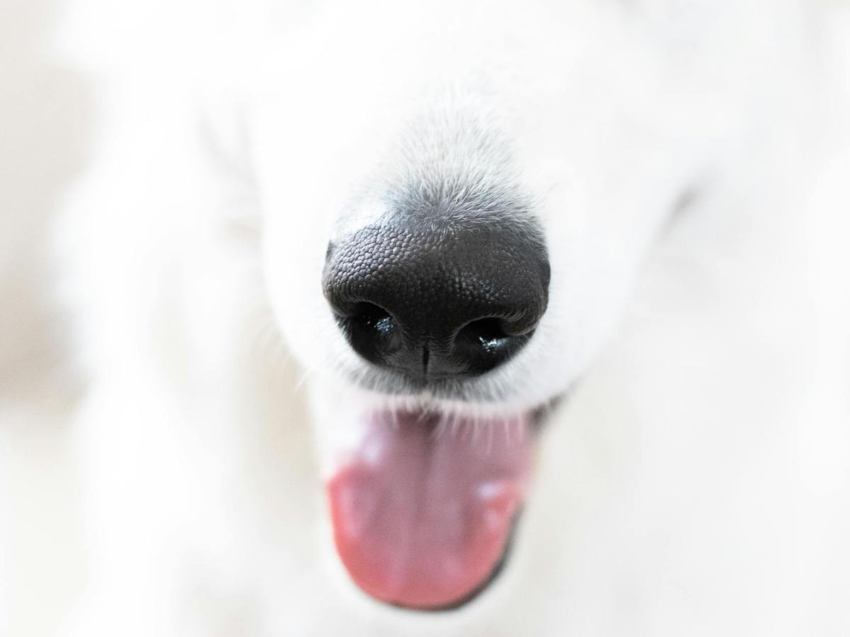 Erste Hilfe beim&nbsp;Hund