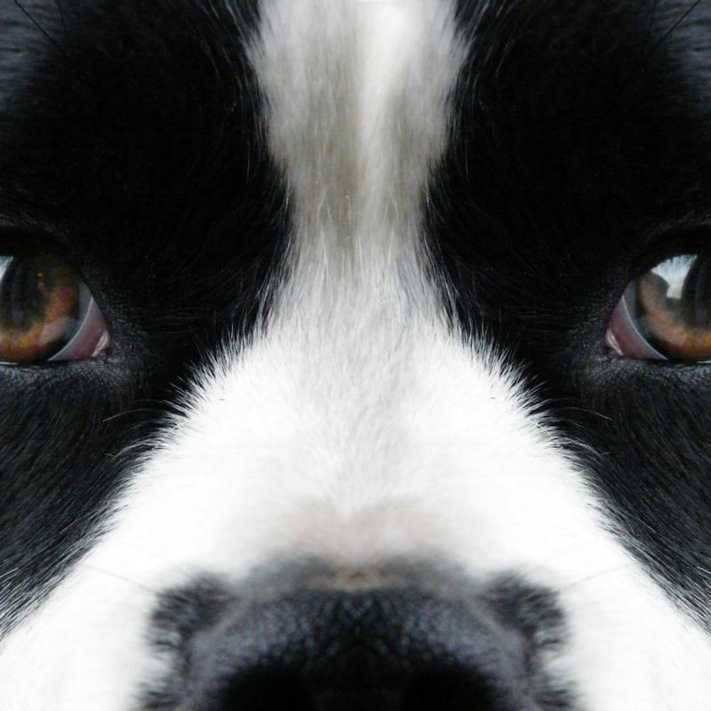 Erste Hilfe TROTZ&nbsp;Hund