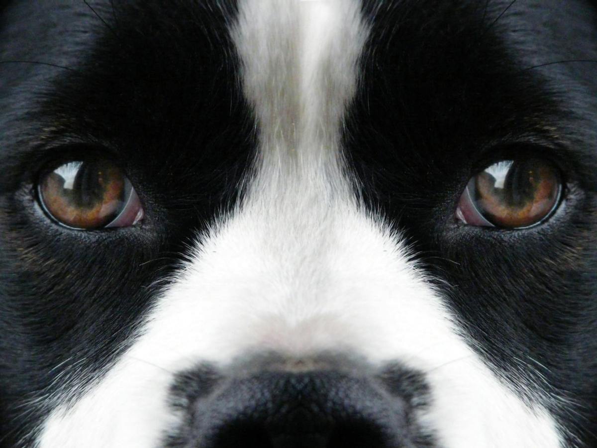 Erste Hilfe TROTZ&nbsp;Hund